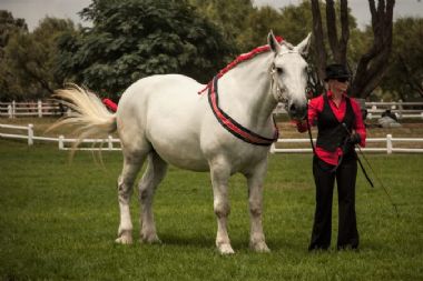 National Champion Mare 